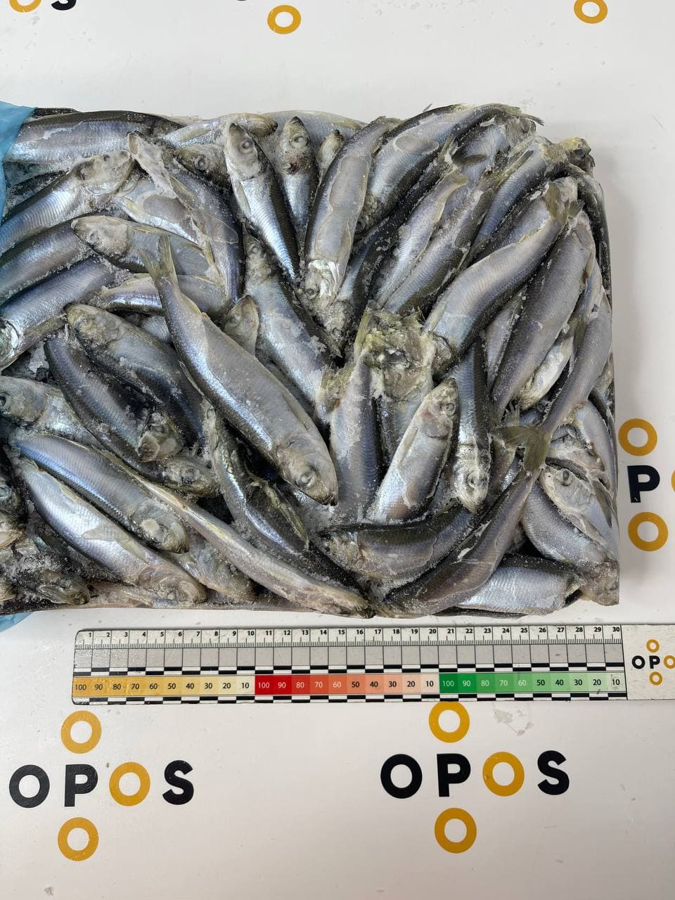 Baltic herring